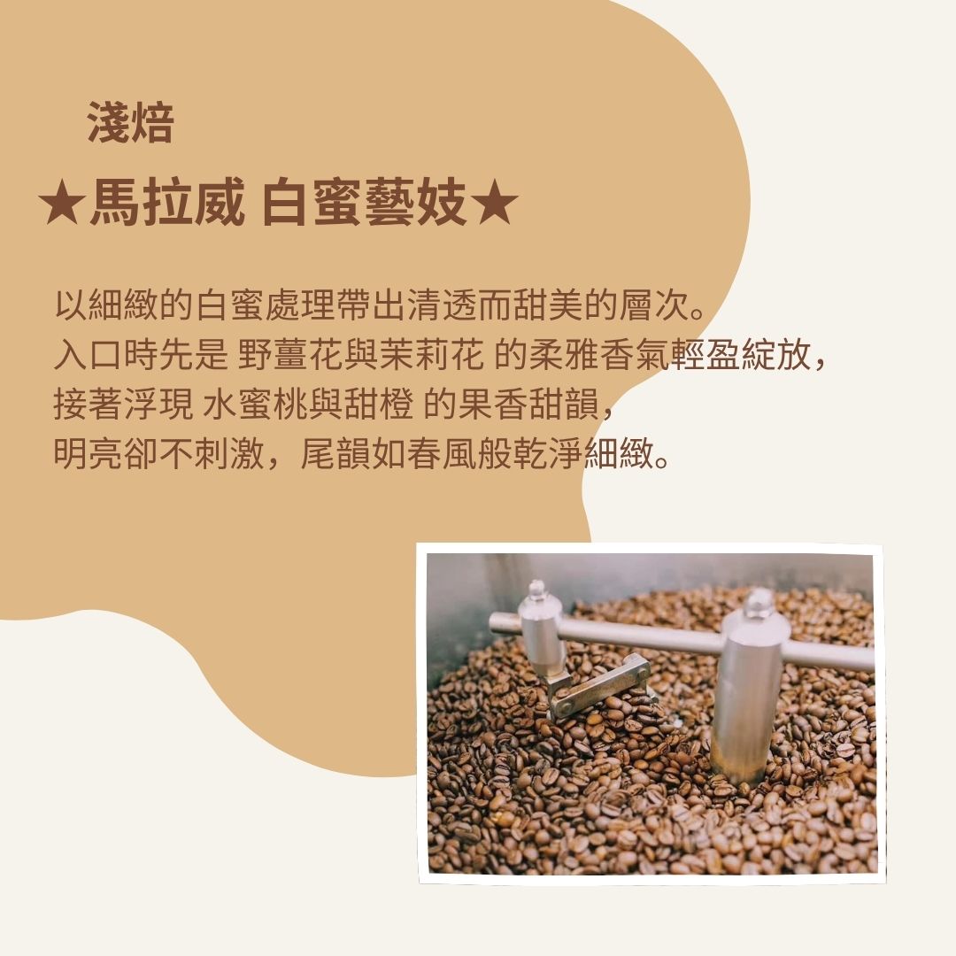 (淺焙)馬拉威 白蜜藝妓 (耳掛包)自家烘焙 精品咖啡:圖片 2
